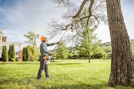 Best Tree Risk Assessment  in Cottonwood, CA