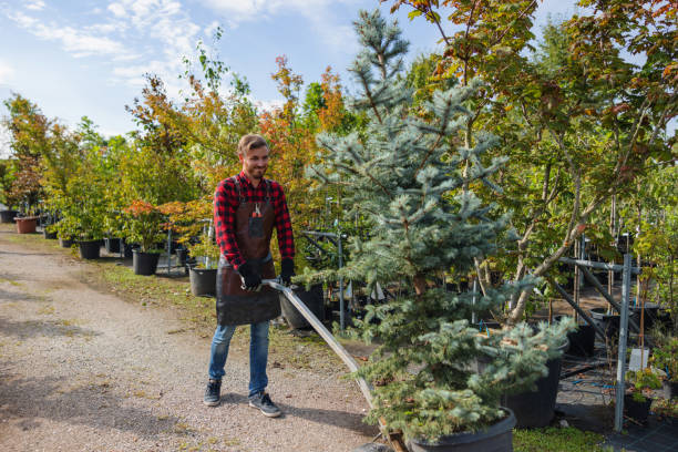 How Our Tree Care Process Works  in  Cottonwood, CA
